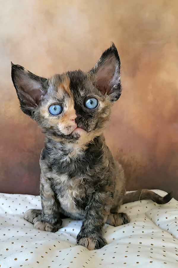 Iskra | Devon Rex Kitten
