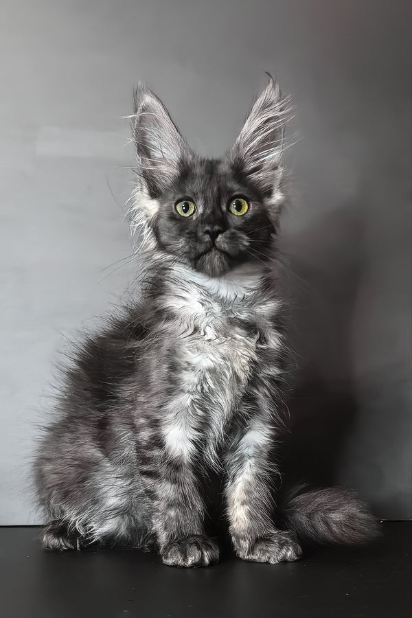 Ivi maine coon kitten with fluffy gray and white blotched tabby fur and striking green eyes against a dark backdrop