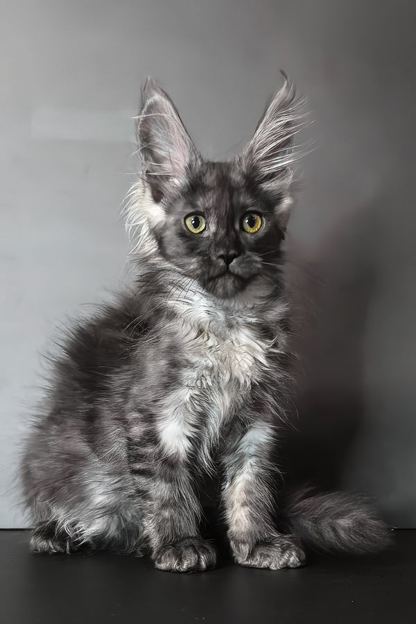 Ivi maine coon kitten with fluffy gray and white blotched tabby fur and striking green eyes against dark background