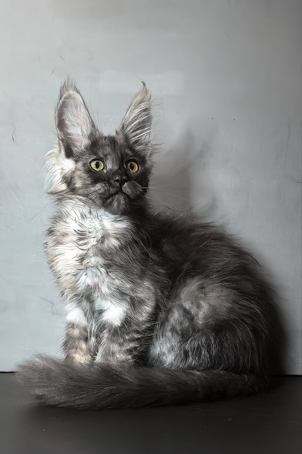 Ivi maine coon kitten with fluffy gray and white blotched tabby fur and striking yellow eyes against neutral backdrop