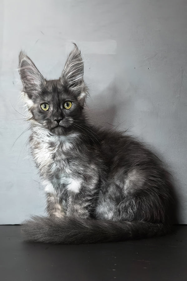 Ivi maine coon kitten fluffy gray and white blotched tabby with striking yellow eyes sitting against plain background