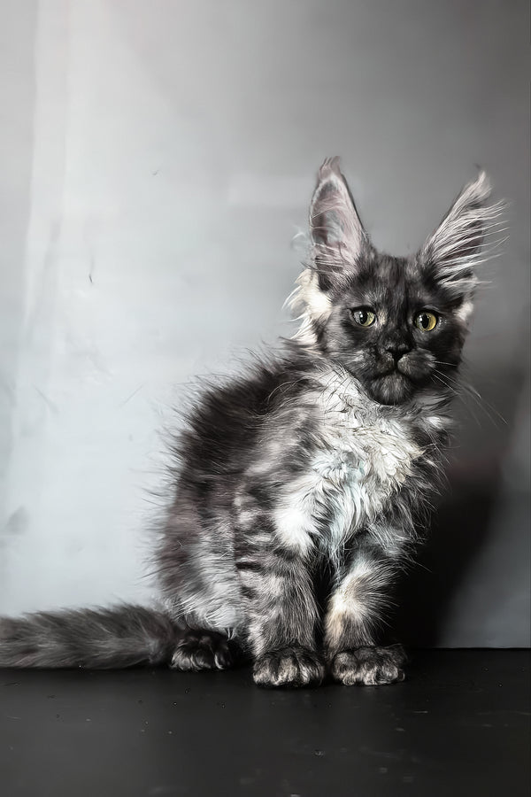 Ivi maine coon kitten with silver-tipped fluffy blotched tabby fur and striking green eyes against gray backdrop