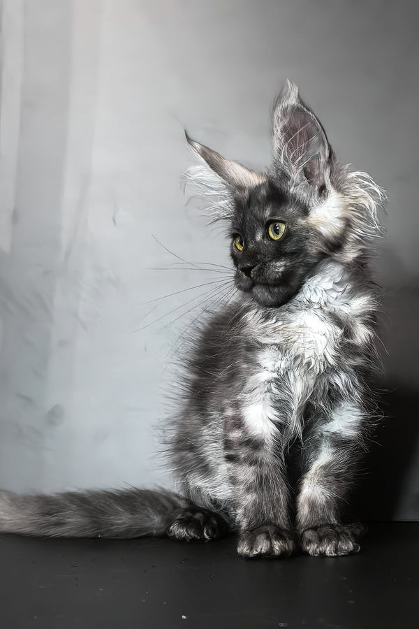 Ivi maine coon kitten with fluffy silver and black blotched tabby fur and striking green eyes sitting attentively