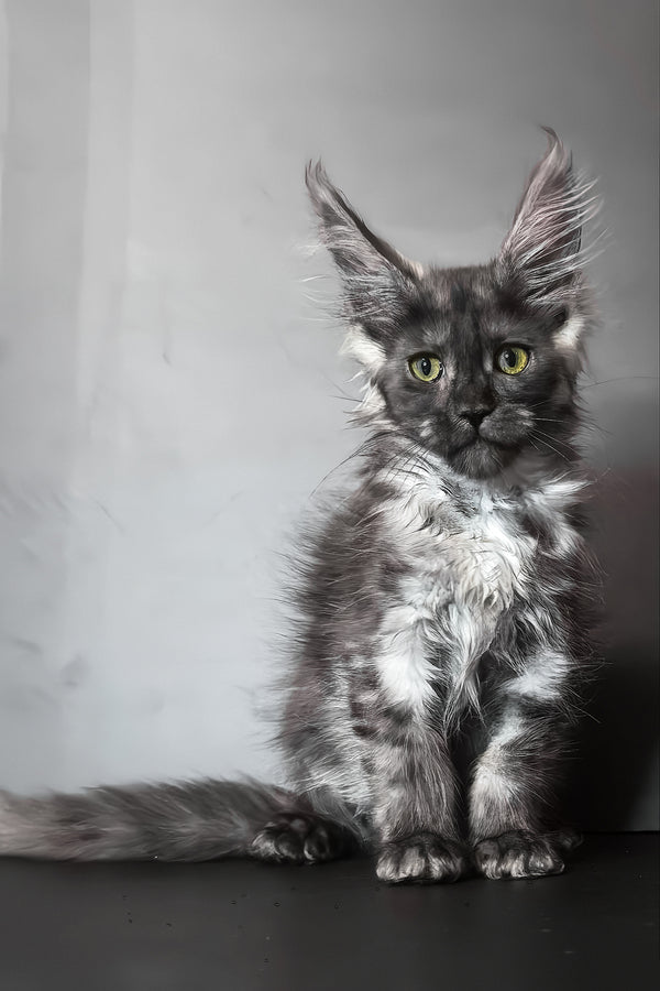 Ivi maine coon kitten with fluffy gray and white blotched tabby fur and striking green eyes sitting attentively