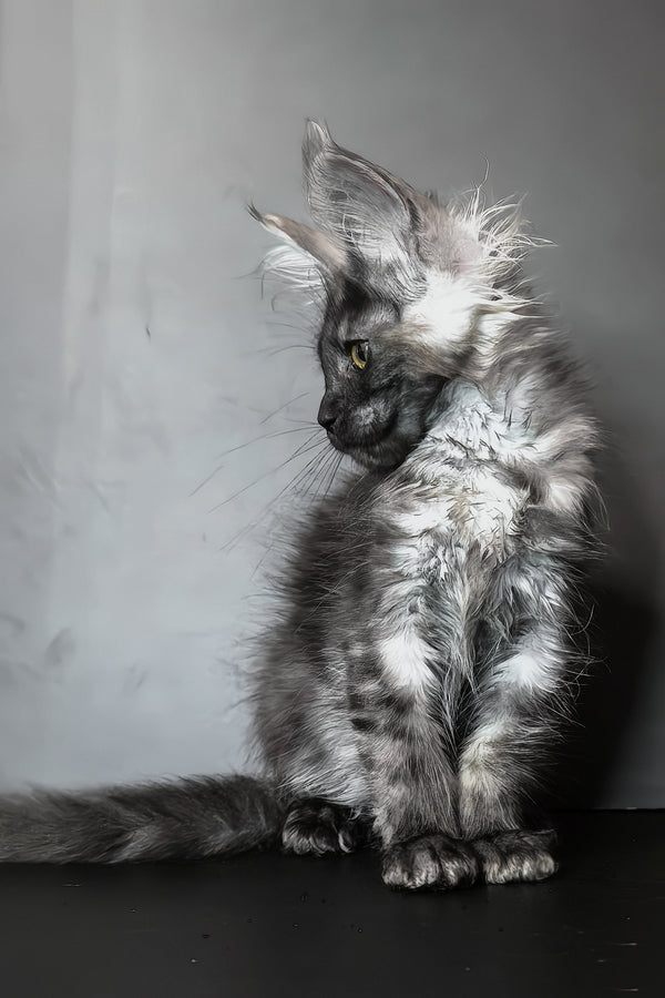 Ivi maine coon kitten with fluffy silver gray fur and green eyes showing a blotched tabby black marble pattern in profile