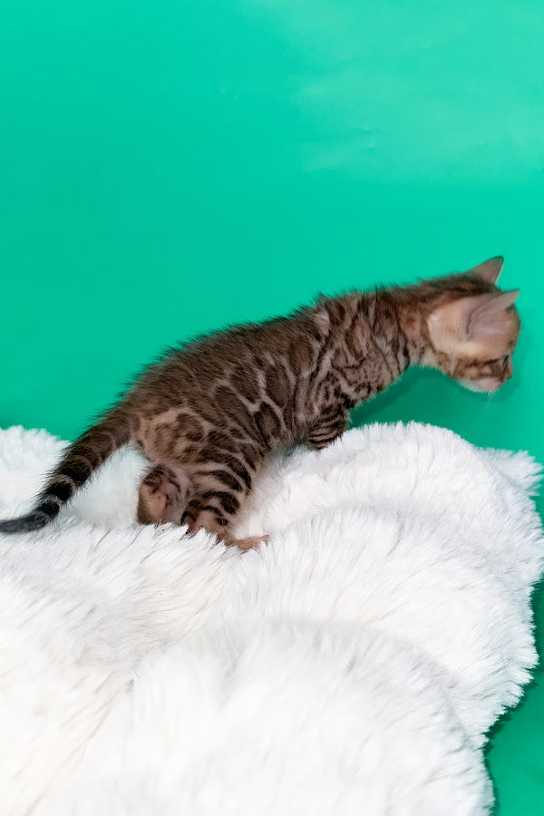 Ivory | Bengal Kitten