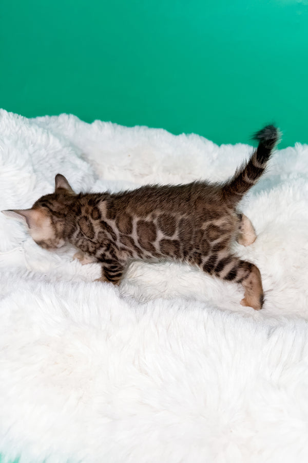 Ivory | Bengal Kitten