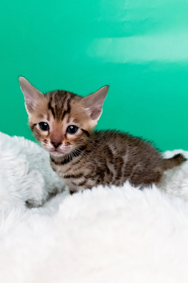 Ivory | Bengal Kitten
