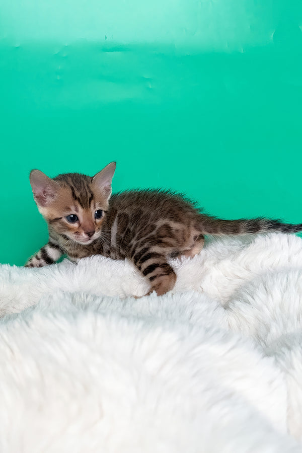 Ivory | Bengal Kitten