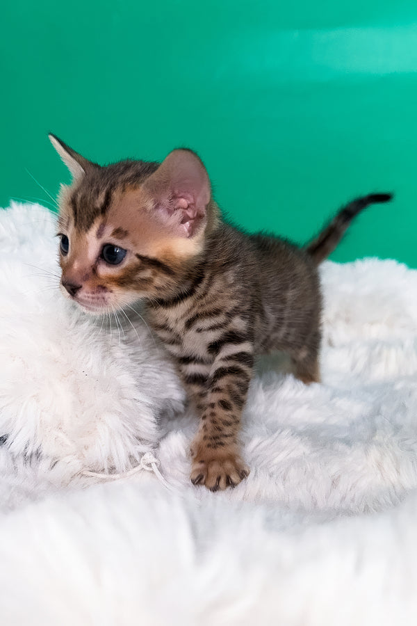 Ivory | Bengal Kitten