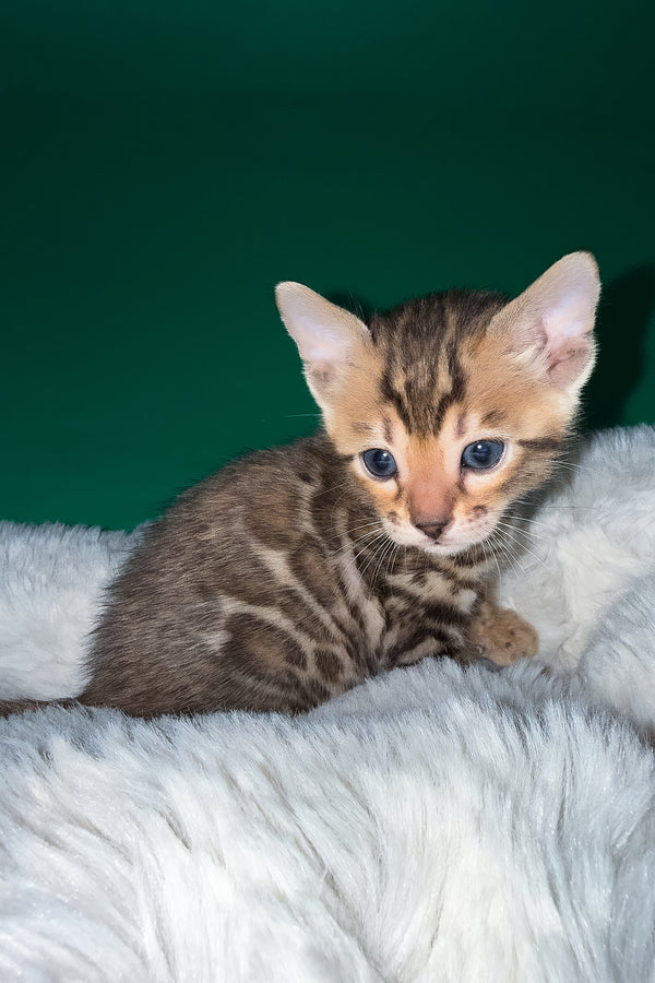 Ivory | Bengal Kitten