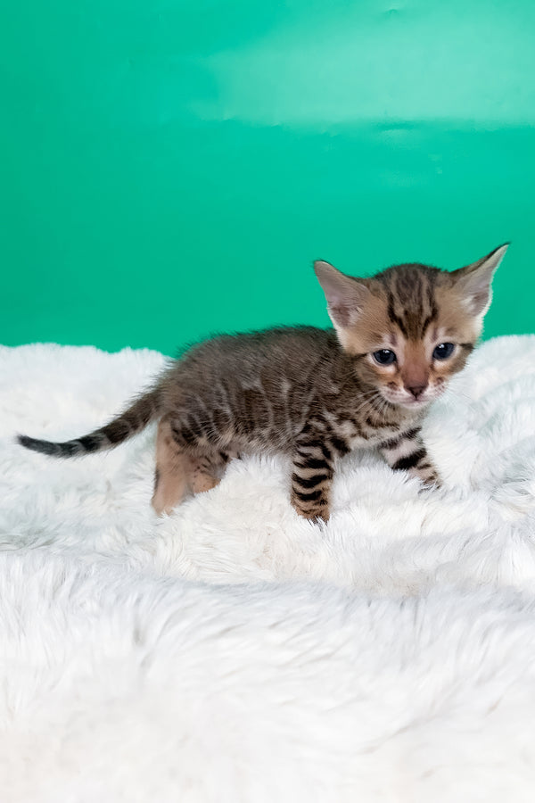 Ivory | Bengal Kitten