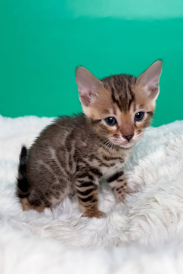 Ivory | Bengal Kitten