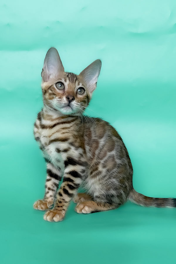 Ivory | Bengal Kitten