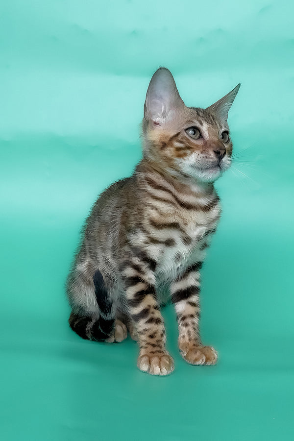 Ivory | Bengal Kitten