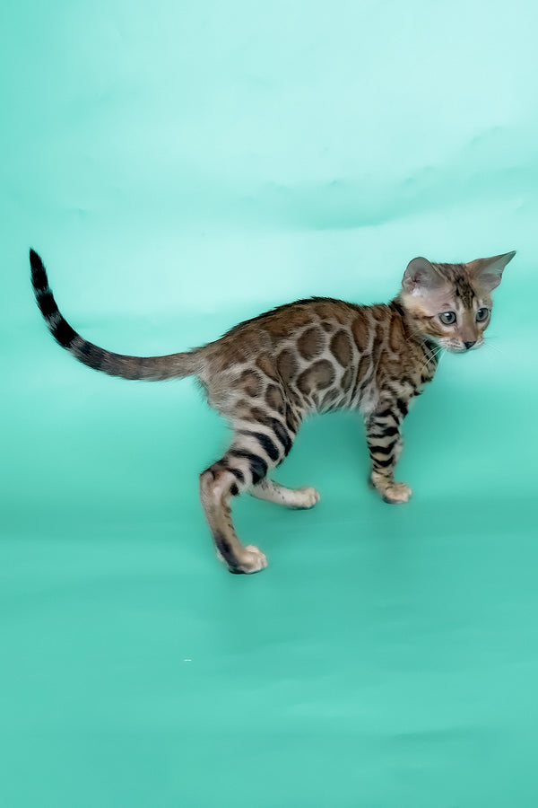 Ivory | Bengal Kitten