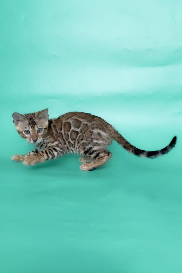 Ivory | Bengal Kitten