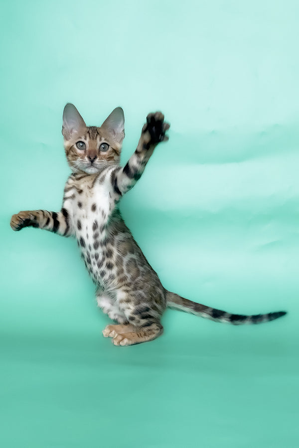 Ivory | Bengal Kitten