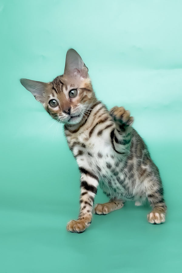 Ivory | Bengal Kitten