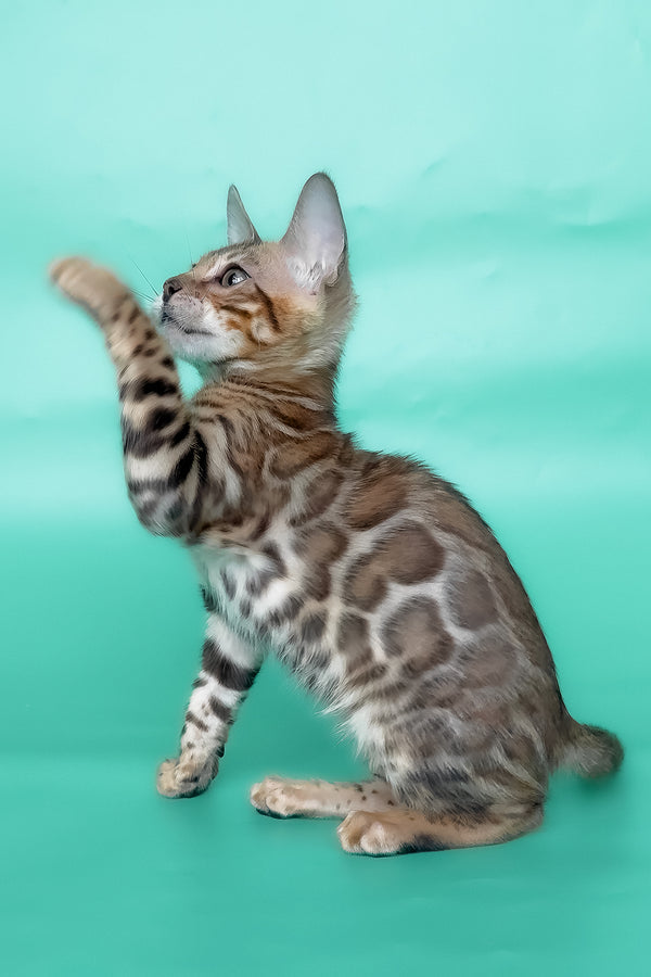 Ivory | Bengal Kitten