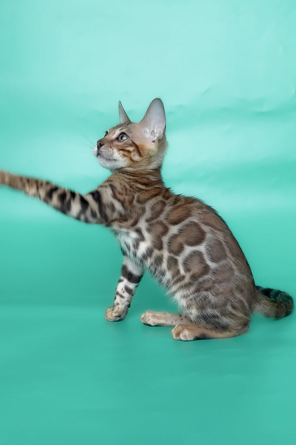 Ivory | Bengal Kitten