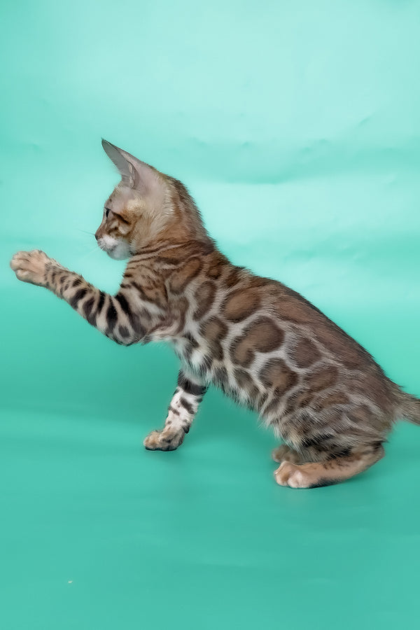 Ivory | Bengal Kitten