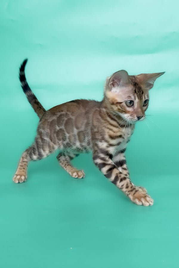 Ivory | Bengal Kitten