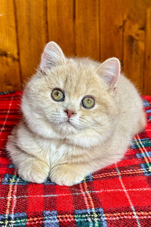 Ivy | British Shorthair Kitten