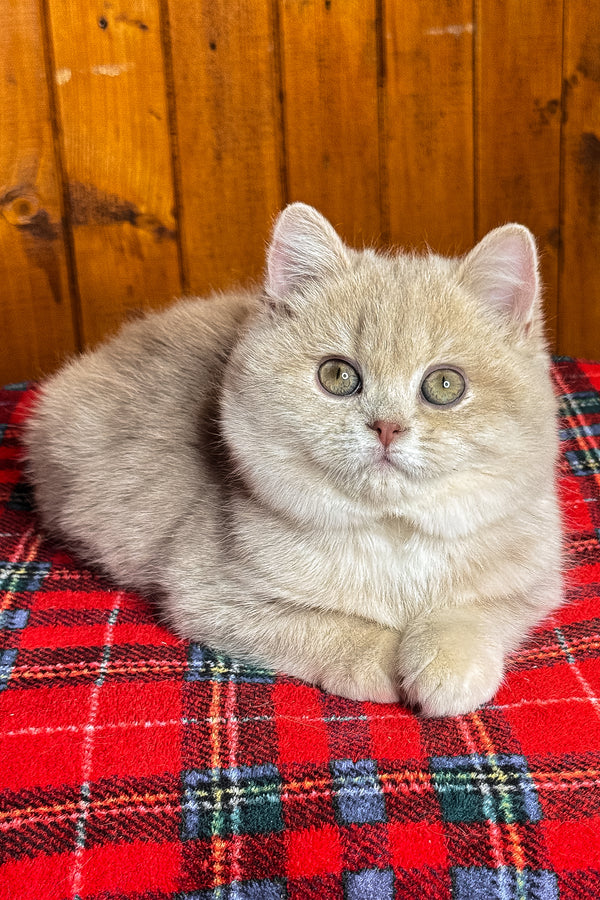 Ivy | British Shorthair Kitten