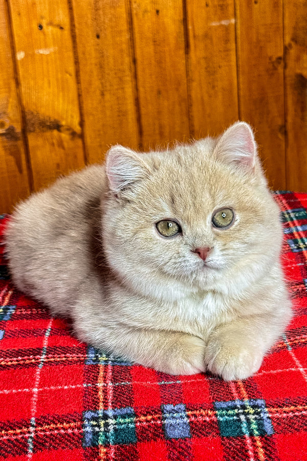 Ivy | British Shorthair Kitten