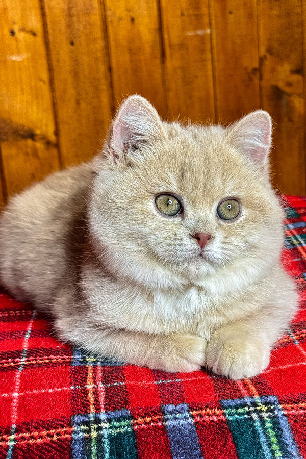 Ivy | British Shorthair Kitten