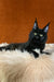 Izabel | Maine Coon Kitten