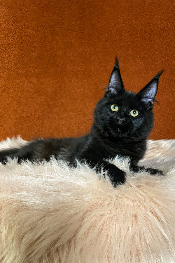 Izabel | Maine Coon Kitten