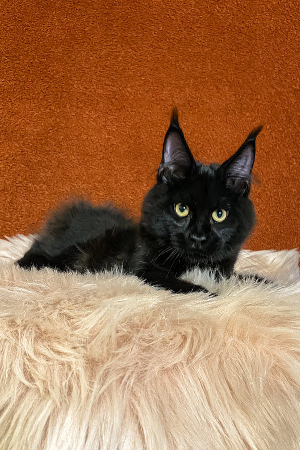 Izabel | Maine Coon Kitten