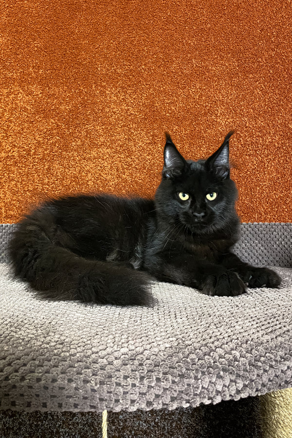 Izabel | Maine Coon Kitten