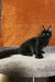 Izabel | Maine Coon Kitten