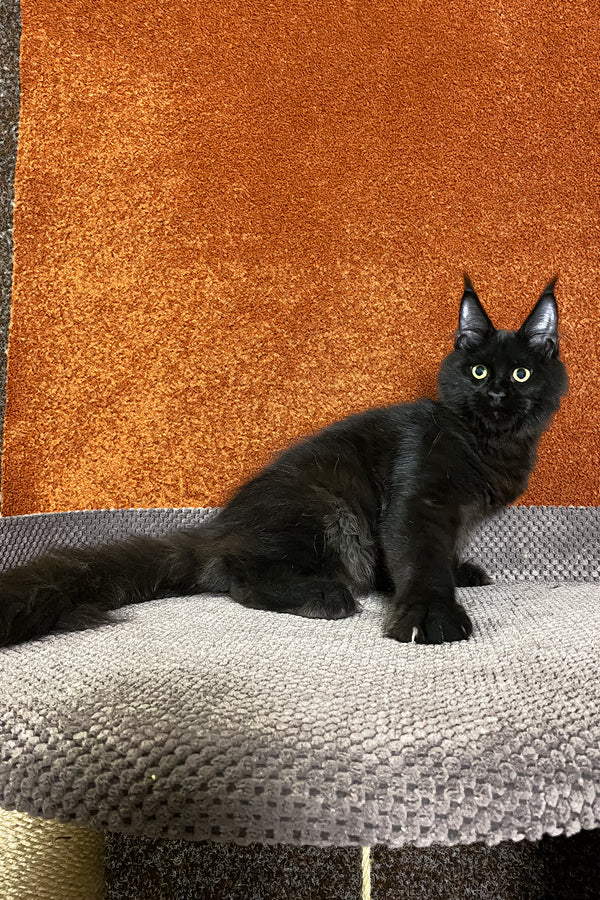 Izabel | Maine Coon Kitten