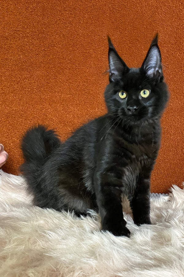 Izabel | Maine Coon Kitten