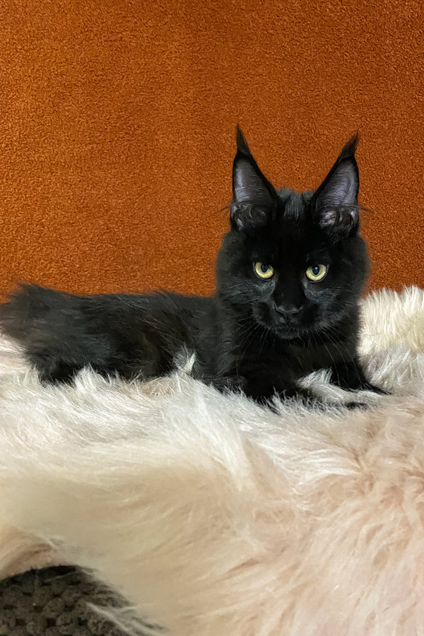 Izabel | Maine Coon Kitten