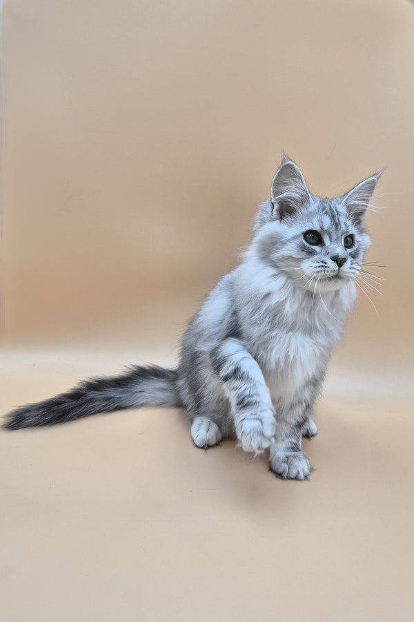 Izekiel | Maine Coon Kitten