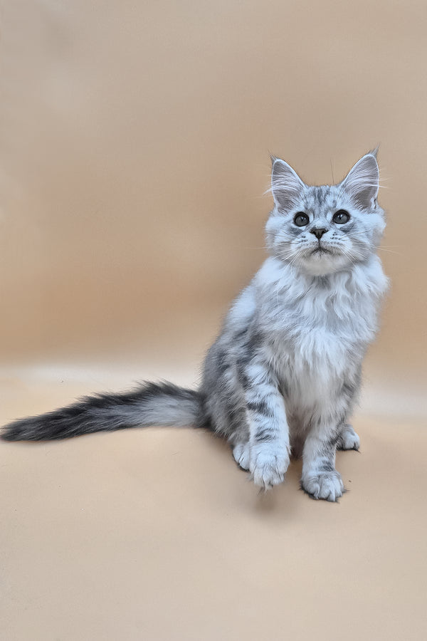 Izekiel | Maine Coon Kitten