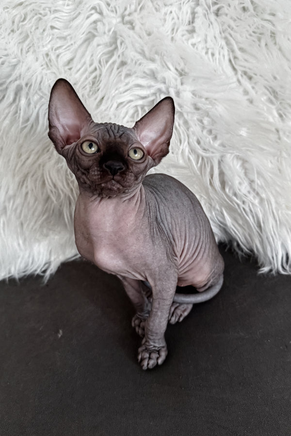 Jackpot | Canadian Sphynx Kitten