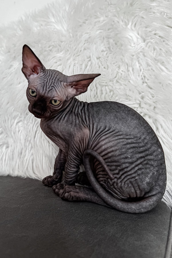 Jackpot | Canadian Sphynx Kitten