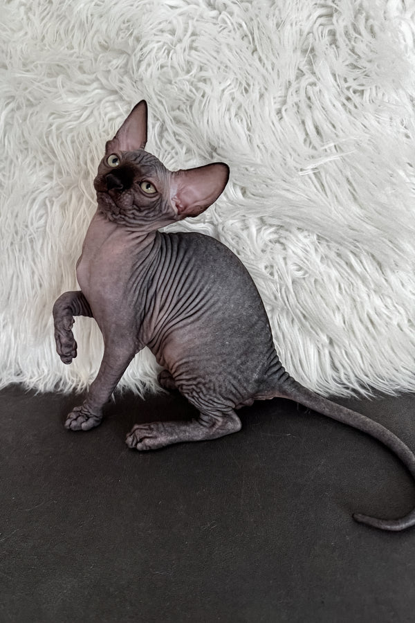 Jackpot | Canadian Sphynx Kitten