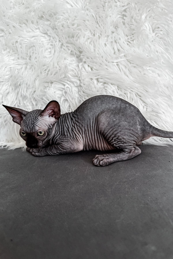 Jackpot | Canadian Sphynx Kitten