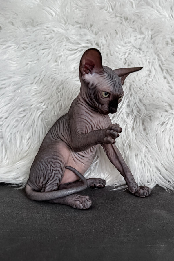 Jackpot | Canadian Sphynx Kitten