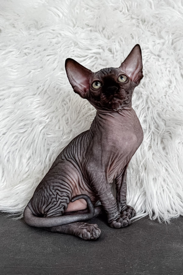 Jackpot | Canadian Sphynx Kitten