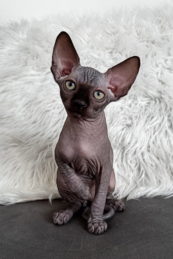 Jackpot | Canadian Sphynx Kitten
