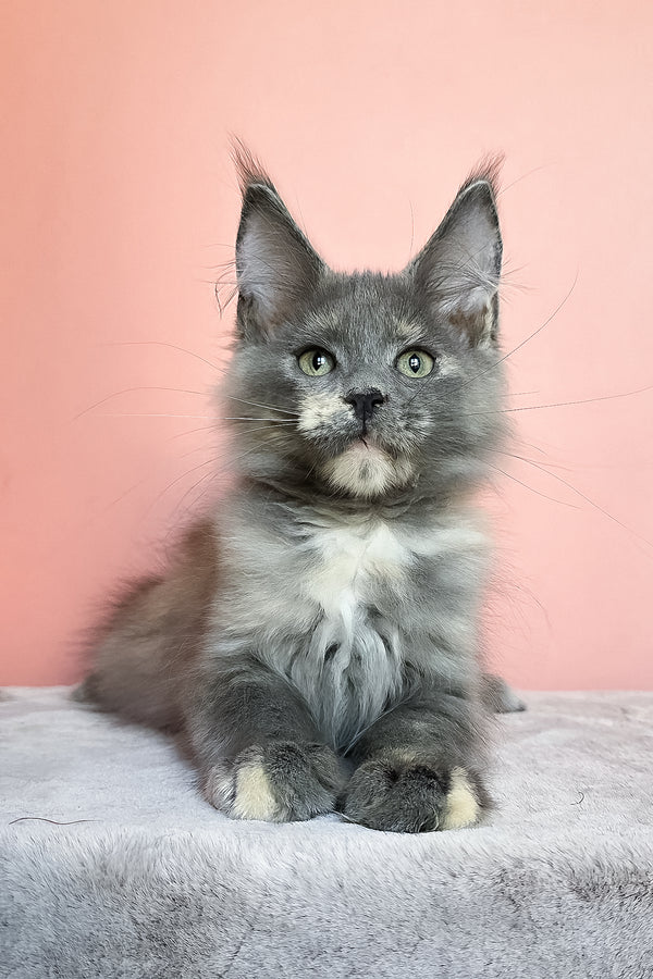 Jaconda | Maine Coon Kitten