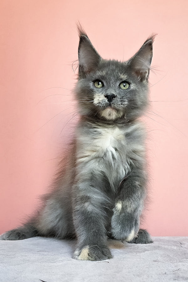 Jaconda | Maine Coon Kitten